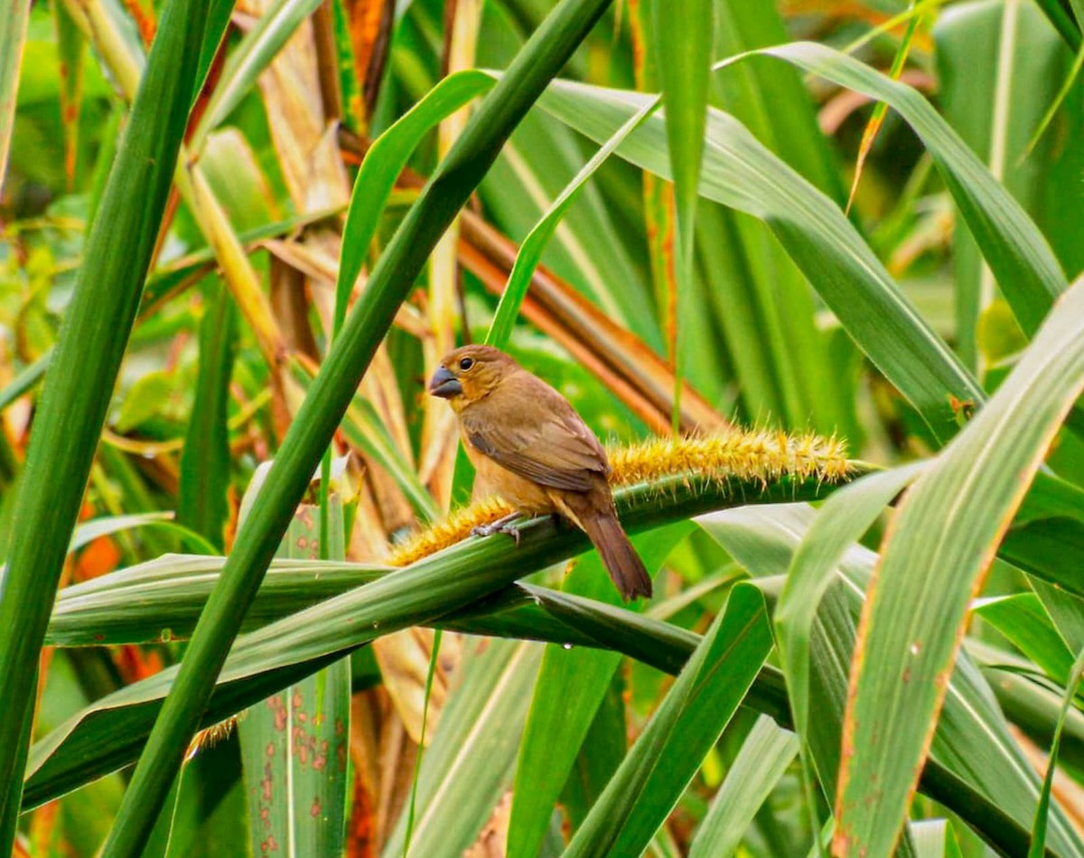 Ultramarine Grosbeak - ML626432064