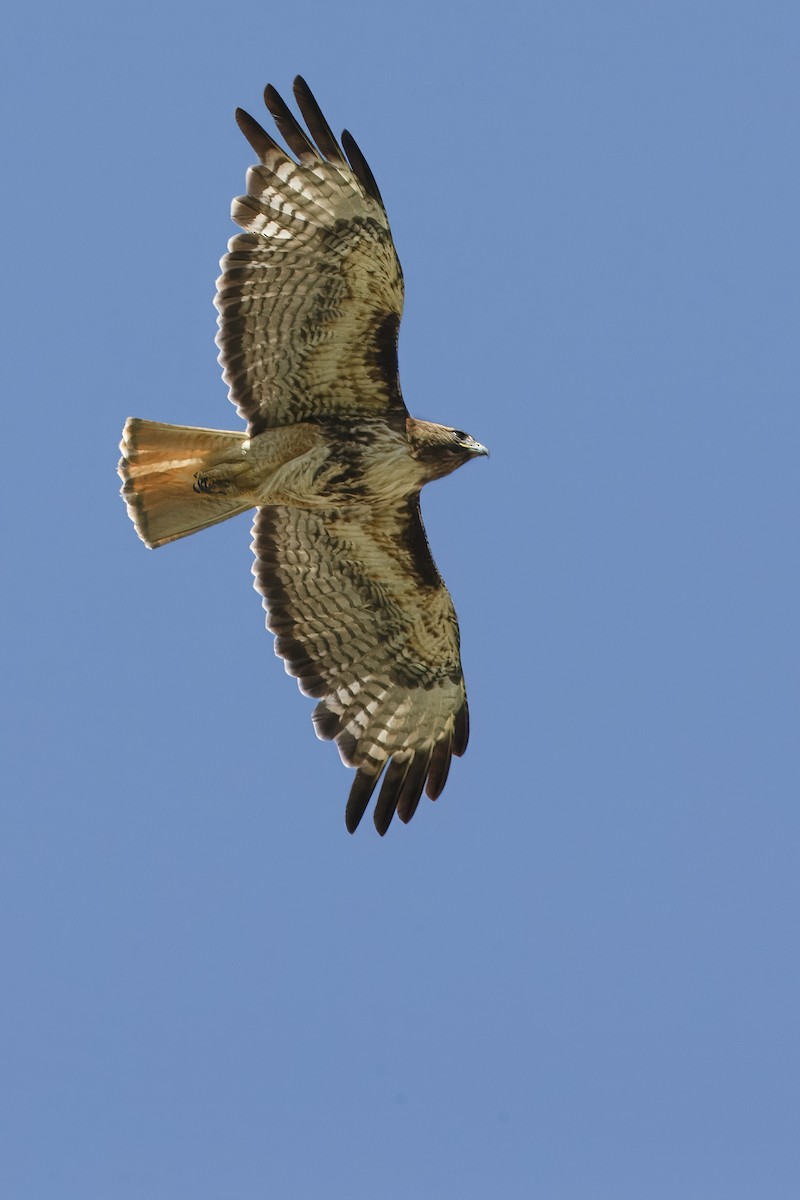 Red-tailed Hawk - ML626432084