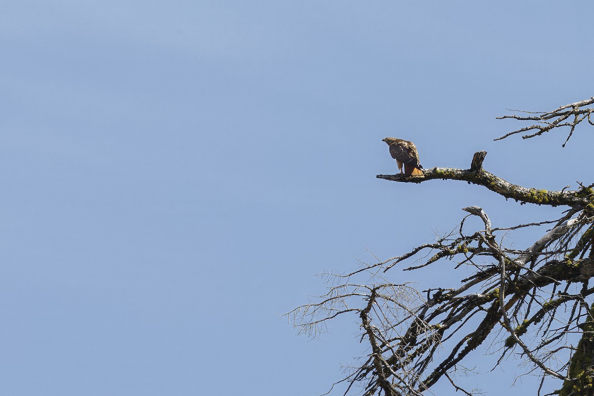 Red-tailed Hawk - ML626432086