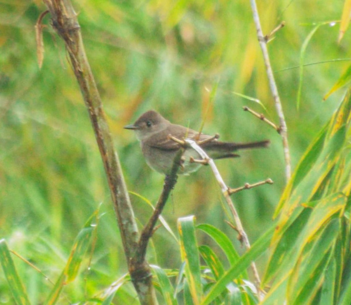 Eastern Wood-Pewee - ML626432120