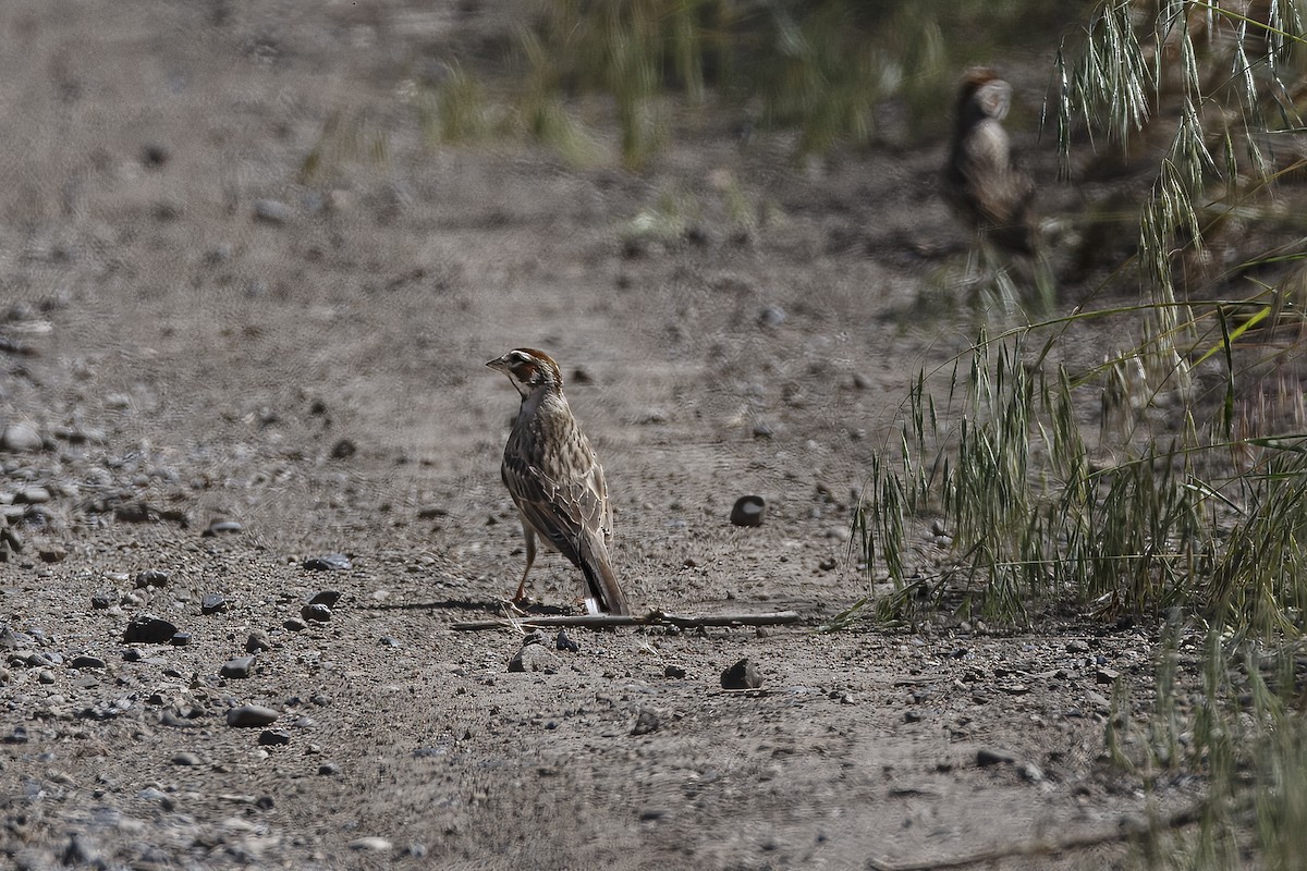 Lark Sparrow - ML626432132