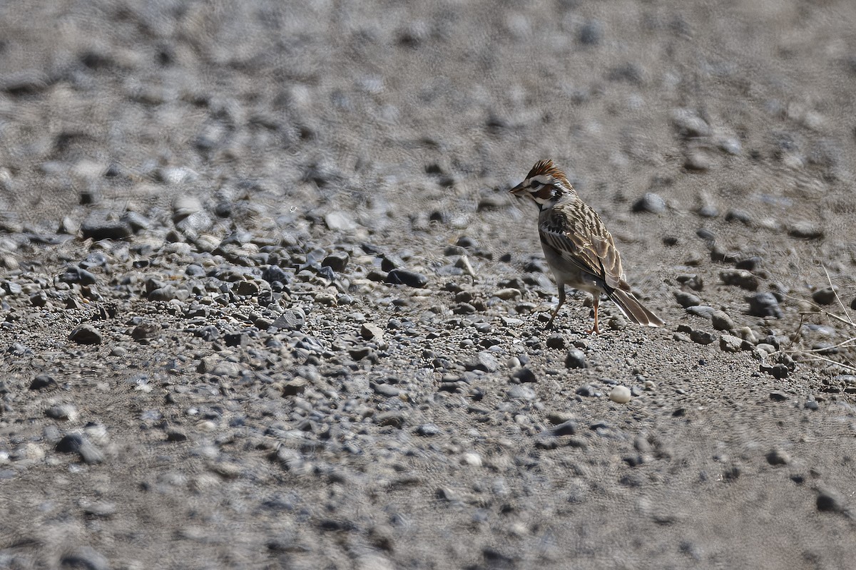 Lark Sparrow - ML626432133