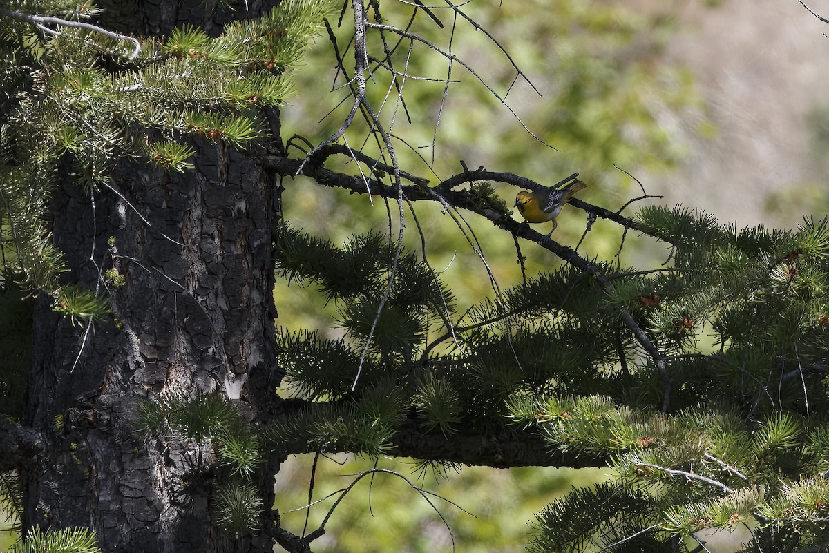 Bullock's Oriole - ML626432151