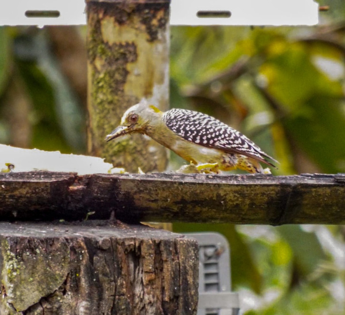 Red-crowned Woodpecker - ML626432168