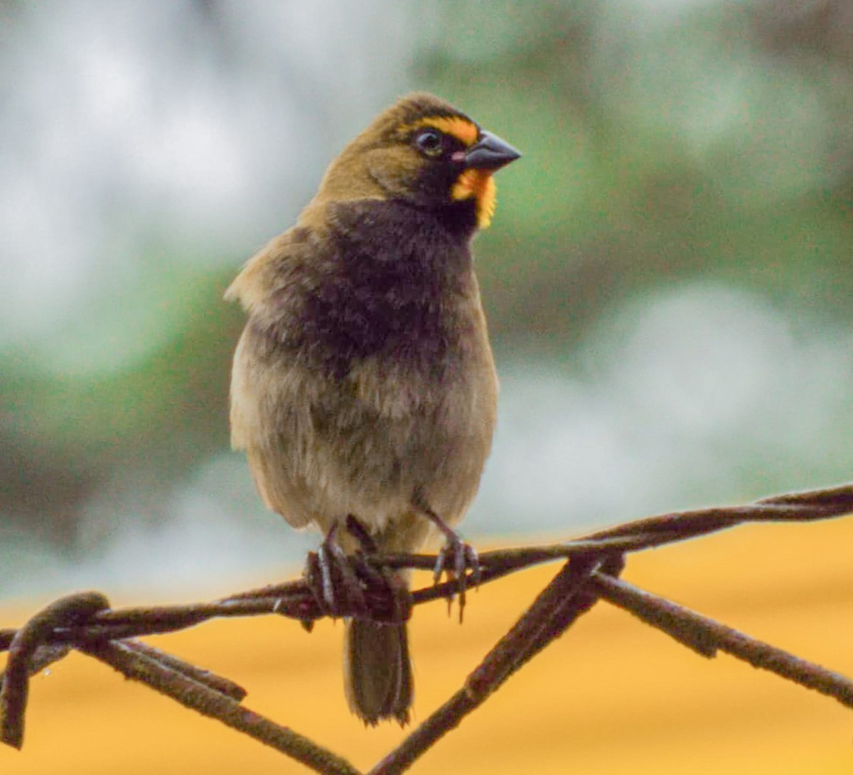 Yellow-faced Grassquit - ML626432170