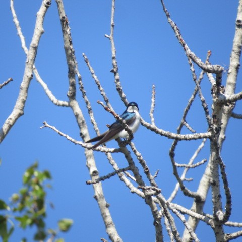 Tree Swallow - ML62643221