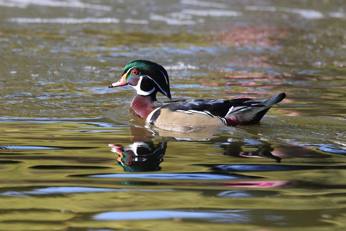 Wood Duck - ML626432235