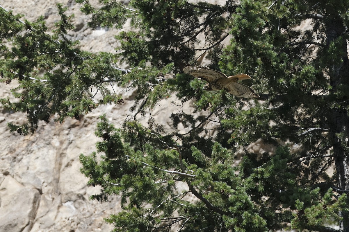 Red-tailed Hawk - ML626432240