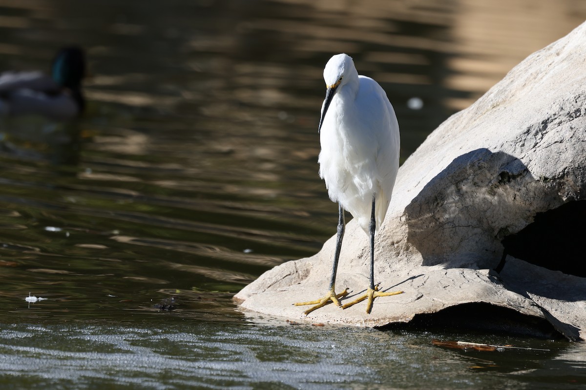 Snowy Egret - ML626432250