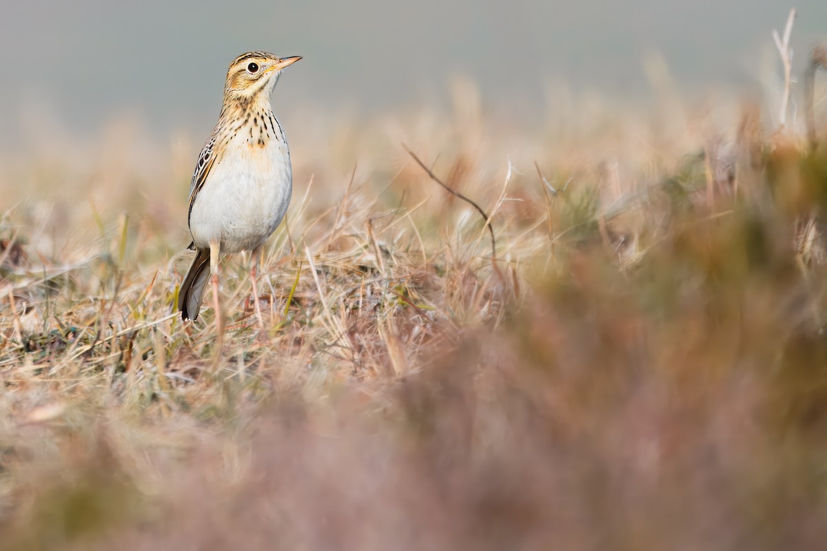 Richard's Pipit - ML626432263