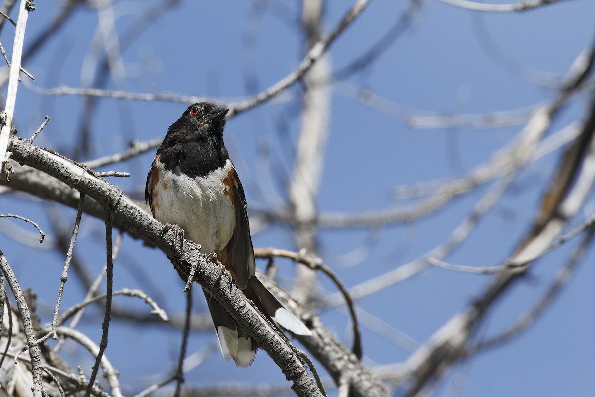 Spotted Towhee - ML626432298