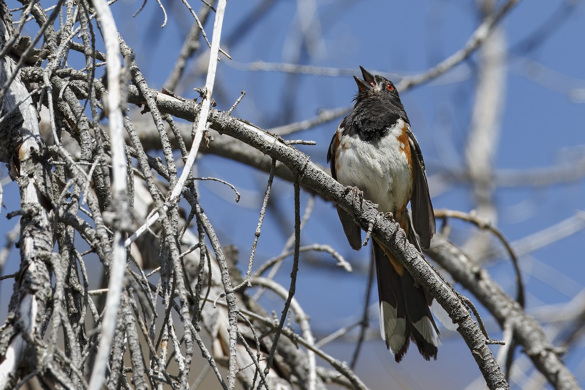 Spotted Towhee - ML626432299