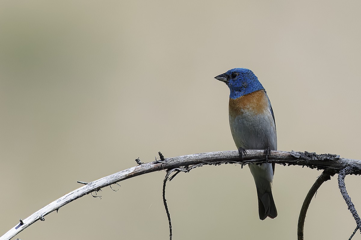 Lazuli Bunting - ML626432330