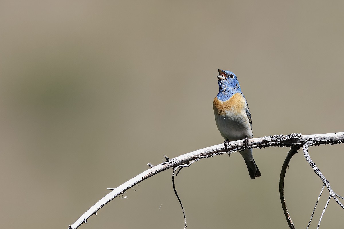 Lazuli Bunting - ML626432331