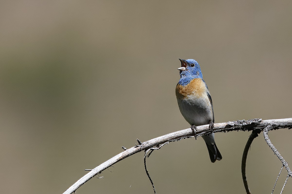 Lazuli Bunting - ML626432332