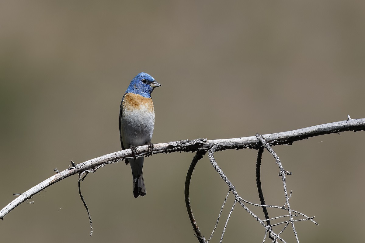 Lazuli Bunting - ML626432333