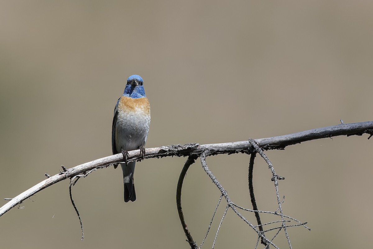 Lazuli Bunting - ML626432334