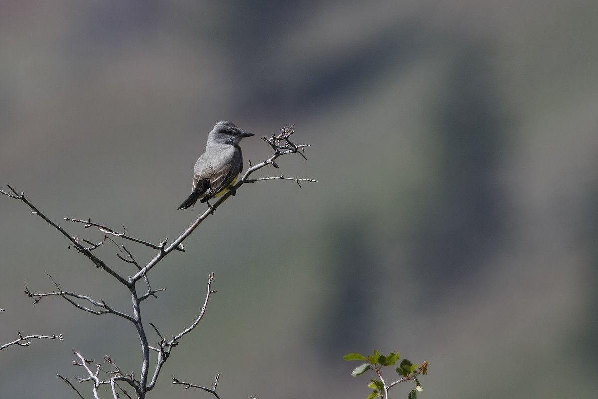 Western Kingbird - ML626432352