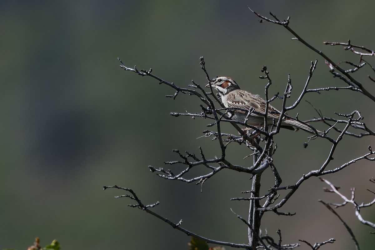 Lark Sparrow - ML626432397