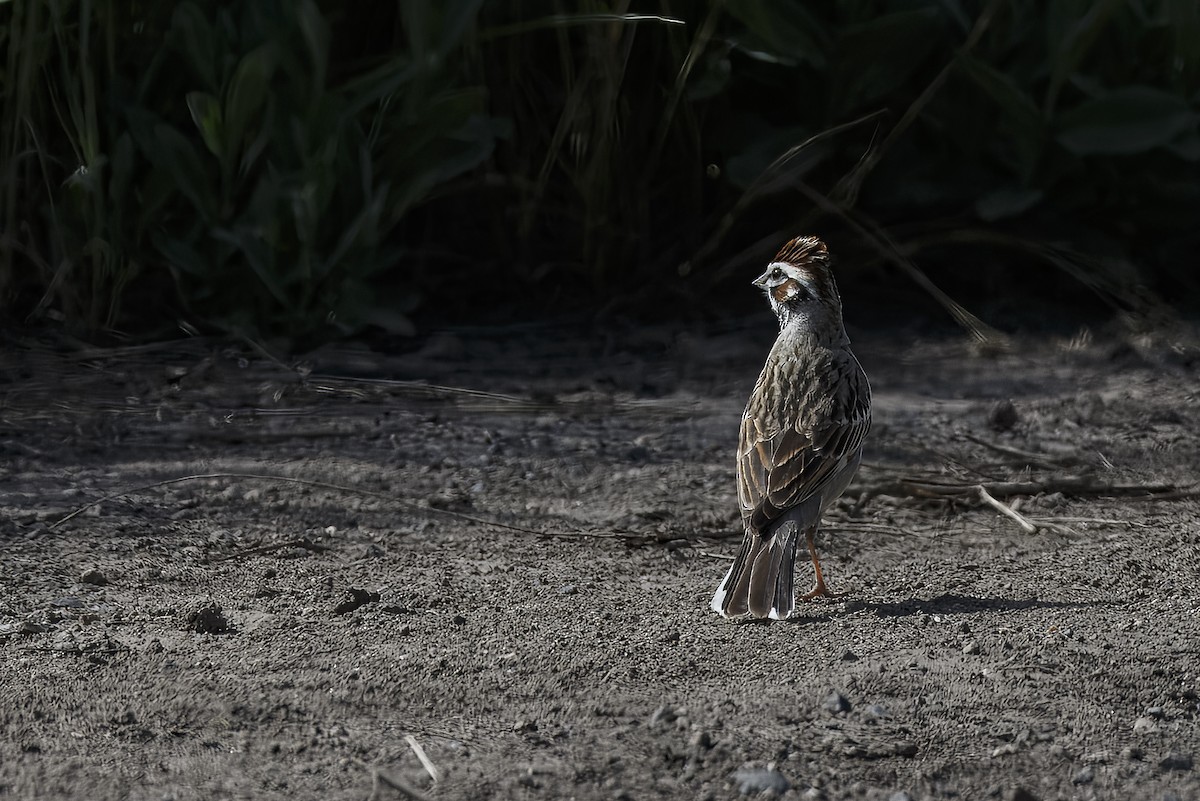 Lark Sparrow - ML626432398