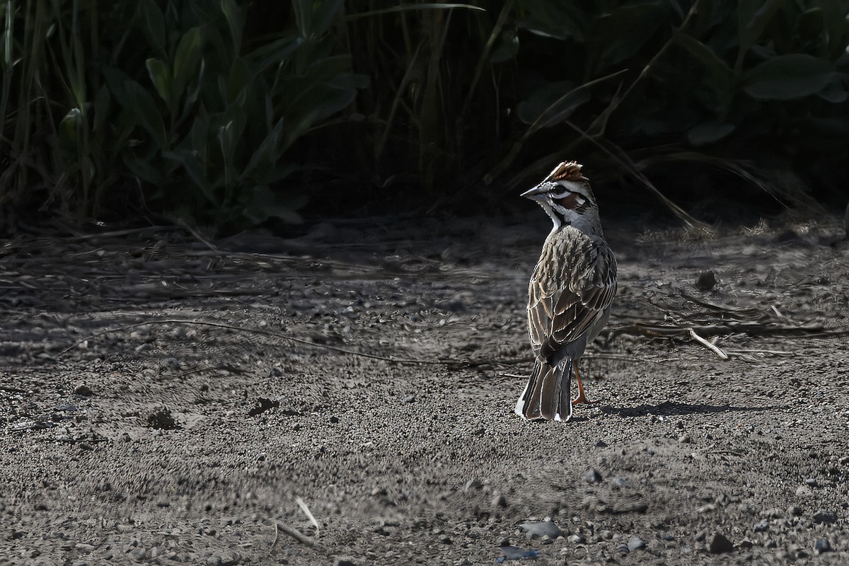 Lark Sparrow - ML626432399