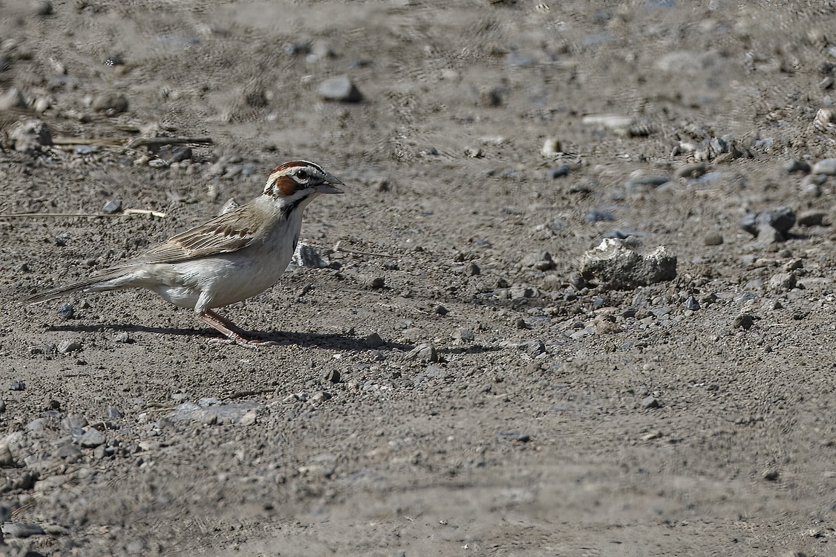 Lark Sparrow - ML626432400