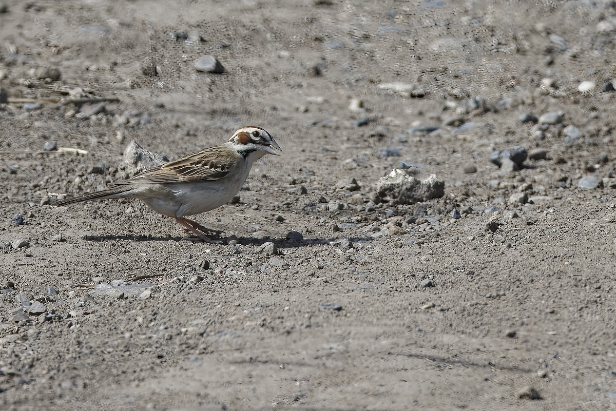 Lark Sparrow - ML626432401