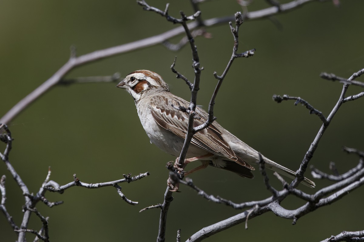 Lark Sparrow - ML626432402