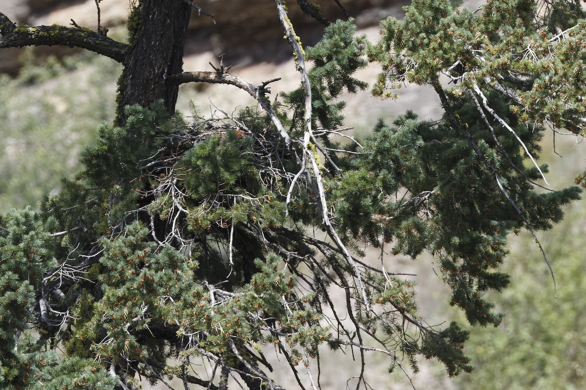 Red-tailed Hawk - ML626432429