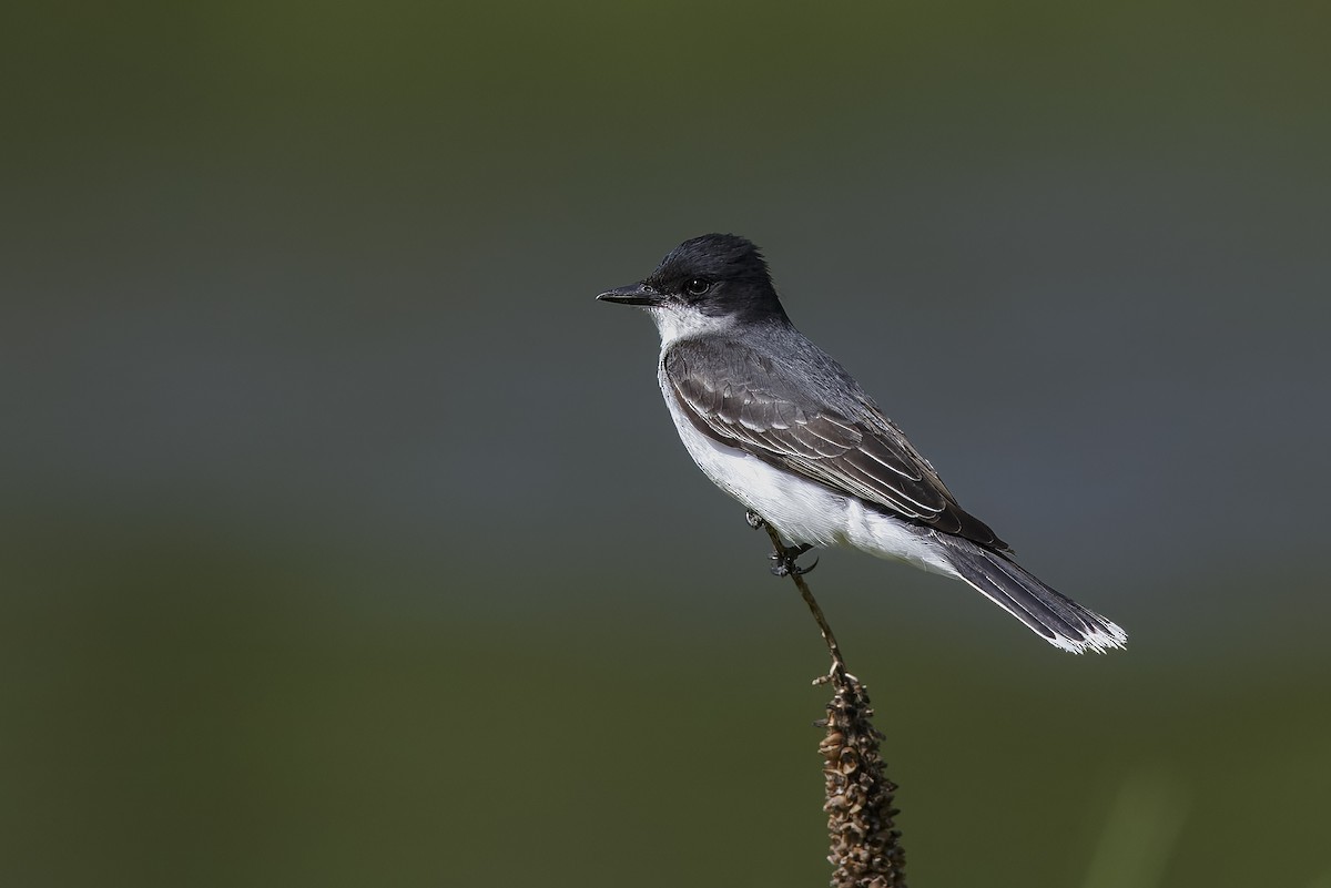 Eastern Kingbird - ML626432496