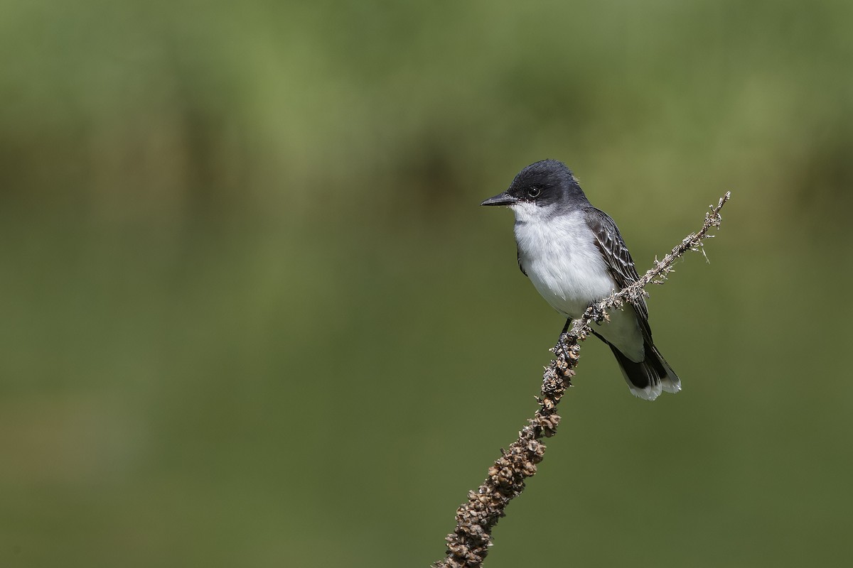 Eastern Kingbird - ML626432497