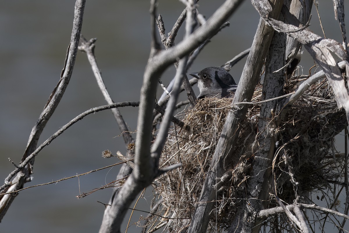 Eastern Kingbird - ML626432498