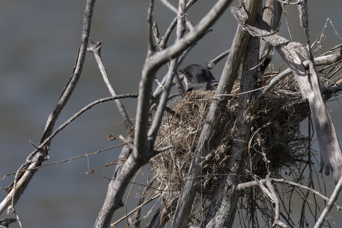 Eastern Kingbird - ML626432499