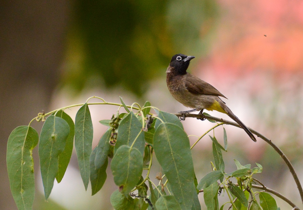 White-spectacled Bulbul - ML626432555