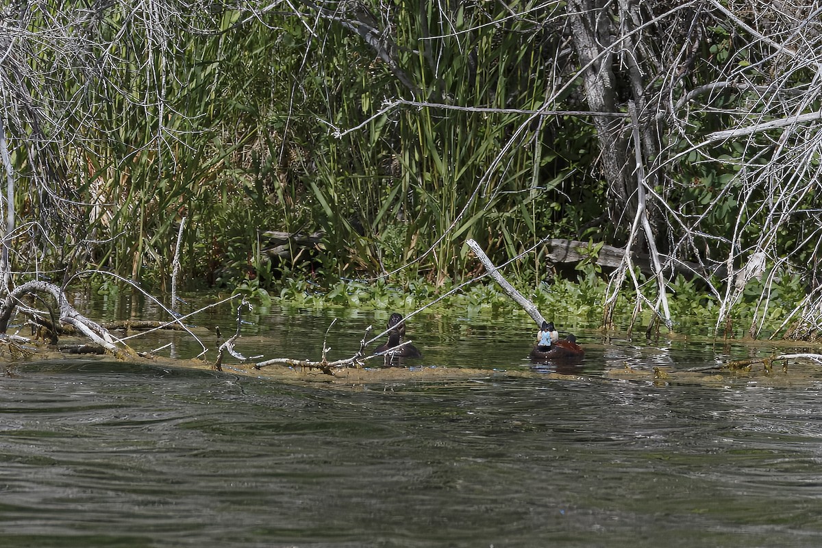 Ruddy Duck - ML626432582