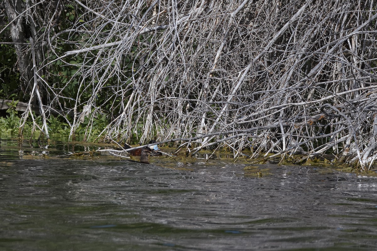 Ruddy Duck - ML626432583