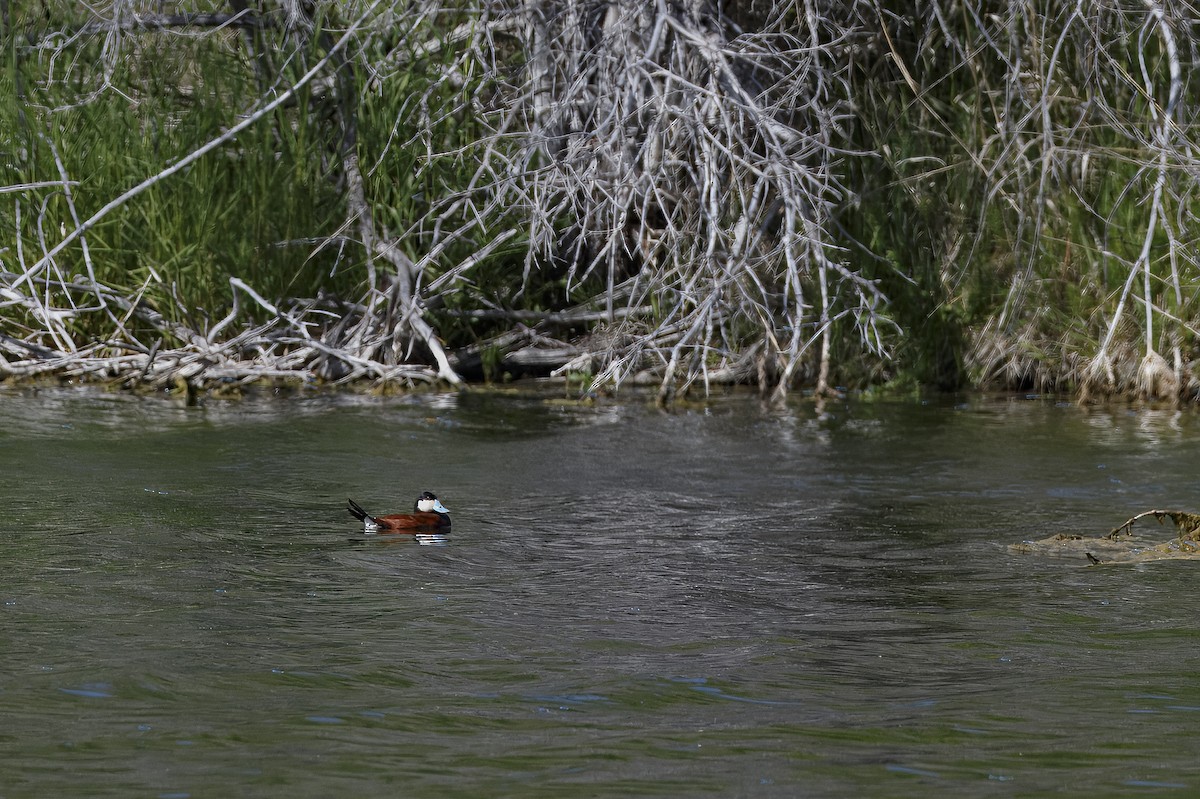 Ruddy Duck - ML626432584