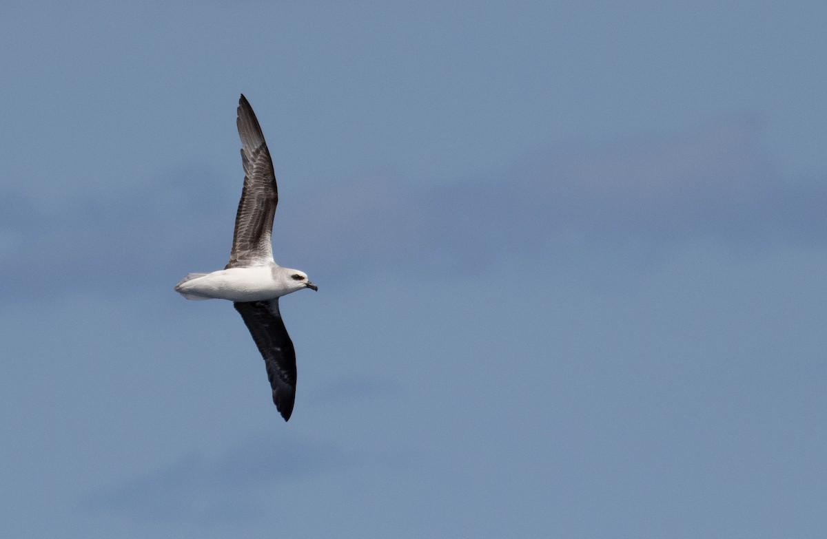 White-headed Petrel - ML626432601