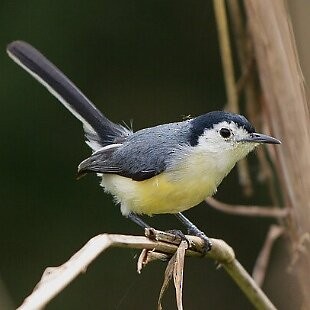 Creamy-bellied Gnatcatcher - ML626432721