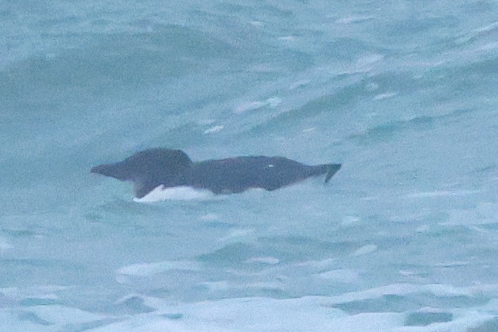 אורייה חייכנית - ML626432738