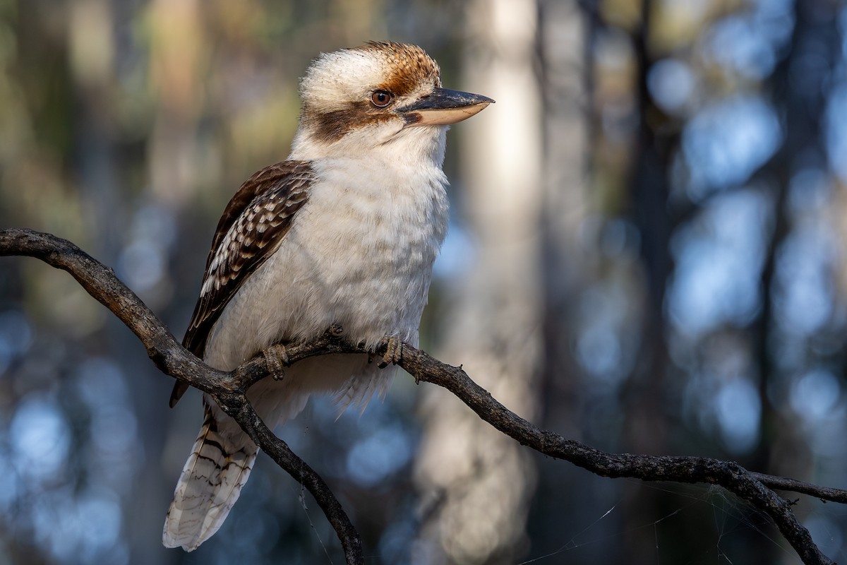 Laughing Kookaburra - Honza Grünwald