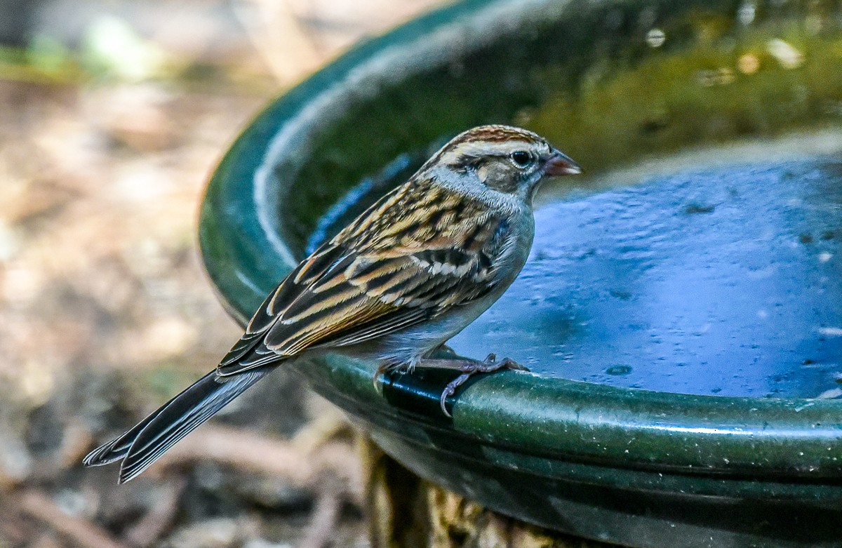 Chipping Sparrow - ML626433109