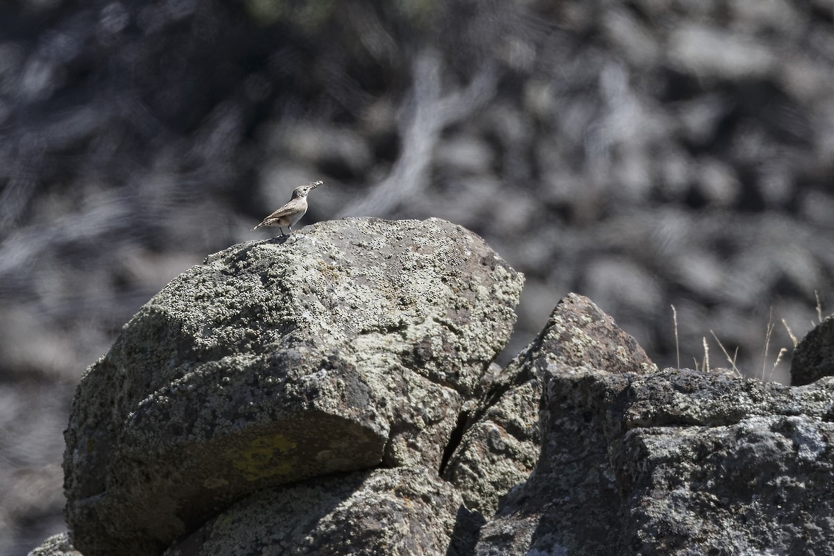 steinursmett - ML626433114