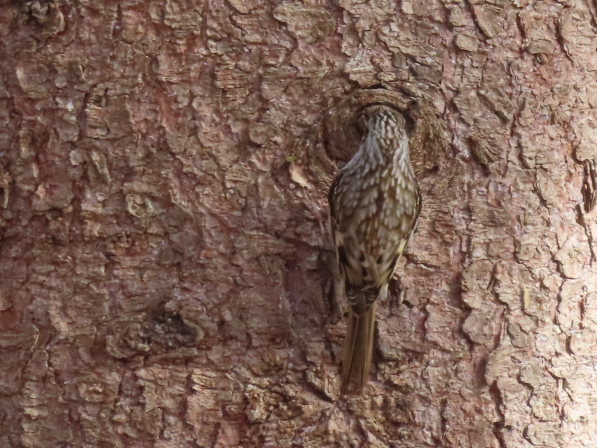 Brown Creeper - ML626433122