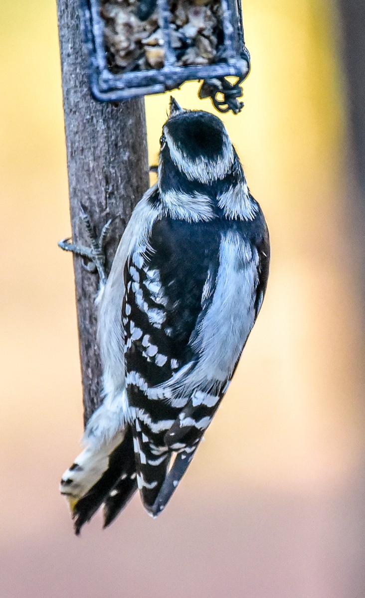Downy Woodpecker - ML626433160
