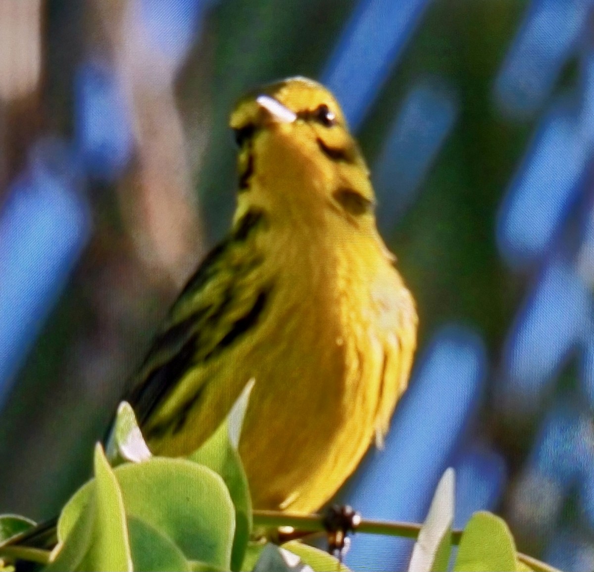 Prairie Warbler - ML626433186