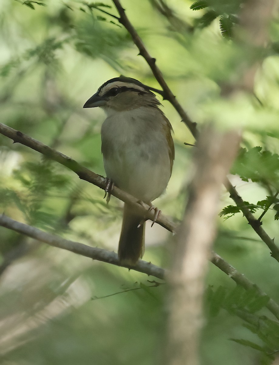 Tocuyo Sparrow - ML626433215