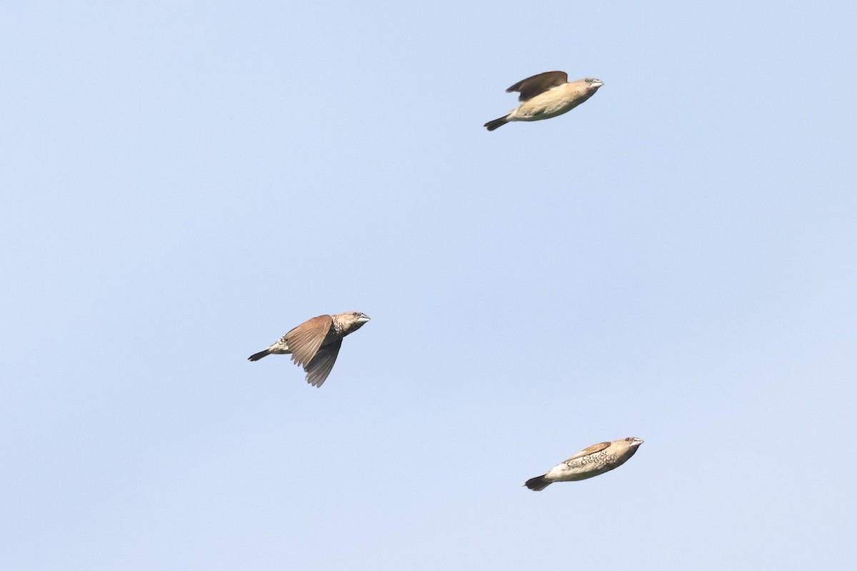 Scaly-breasted Munia - ML626433382