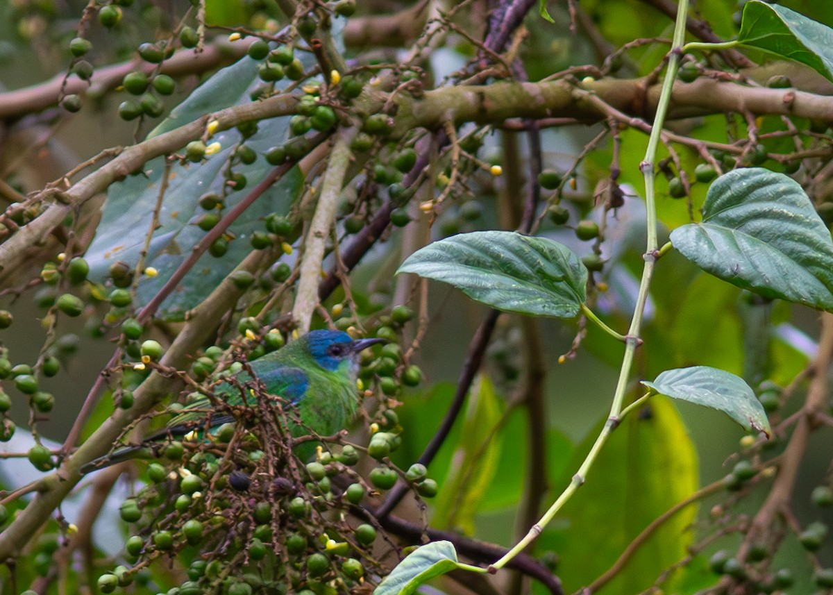 Blue Dacnis - ML626433463