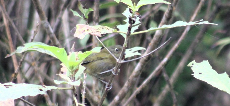 Dusky Chlorospingus - ML626433919